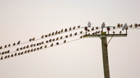 More Than 50 Birds Mysteriously ‘Explode’ in California