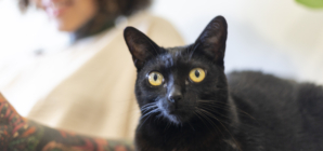Man Films His First Night With Girlfriend’s Cats—Their Reaction Says It All
