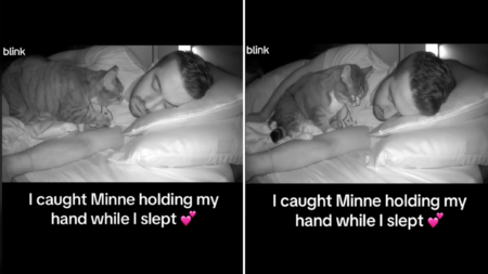 Owner Sets Up Pet Cam, Unprepared for What Rescue Cat Does While He Sleeps