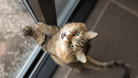 Cat With ‘Dog Software’ Trying to Bark Has Internet in Hysterics