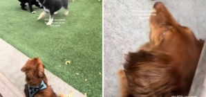 Hearts Break As Mini Dachshund Realizes Dogs Won’t Play With Him at Park