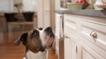 Woman Leaves Birthday Cake With Dog Unattended—Then Comes the Surprise