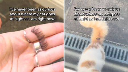 Mystery of Where Cat Has Been Goes Viral: ‘Serious Explaining to Do’