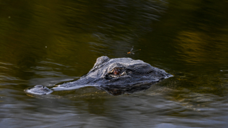 Florida Man Dies in Police Shooting After Surviving Apparent Gator Attack