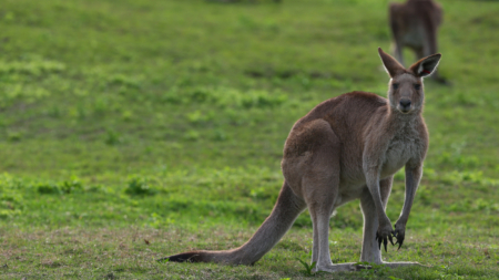 Kangaroo Kills Man at Petting Zoo