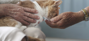 Cat Escapes Vet, Then Days Later Returns Home Three Miles Away