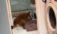 Woman Finds Senior Dog Doing Sweetest Thing With Rescue Kitten: ‘My Heart’