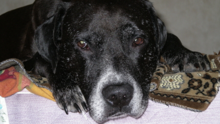 Owner Not Prepared for Dog to Change Color: ‘So Sad’