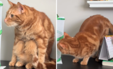 Orange Cat Finds Unexpected Visitors in His Home, Becomes Obsessed