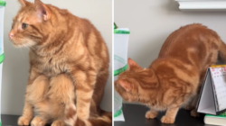 Orange Cat Finds Unexpected Visitors in His Home, Becomes Obsessed
