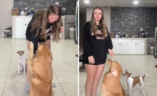 Woman Thinks She’s Filming Dog Training, Then Sees What’s in the Background