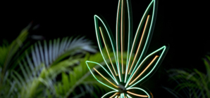 Map Shows Where Marijuana Is Legal as Pennsylvania Bill Moves Forward