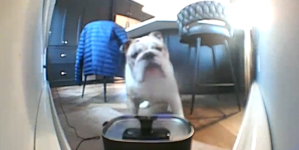 Man Vows to ‘Never’ Speak to Dog Through Camera Again After Seeing Reaction