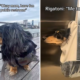 Hilarity as ‘Single Dog Mom’ Shares How She Goes to Restroom With Dachshund