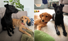Hearts Melt Over Reactive Dog’s Transformation After Owners Get New Puppy