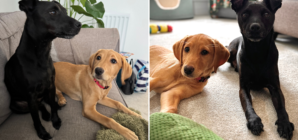 Hearts Melt Over Reactive Dog’s Transformation After Owners Get New Puppy