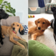 Hearts Melt Over Reactive Dog’s Transformation After Owners Get New Puppy