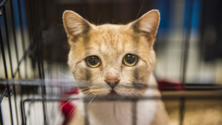Tears As ‘Sweetest Soul’ Cat Ends Up in Shelter After 10 Years at Home