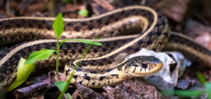 Snakes Are Cutting Power to Thousands of People