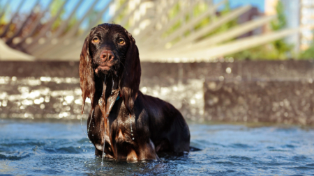 Owner Takes Dog to Ocean—Internet Can’t Cope With His Confused Response