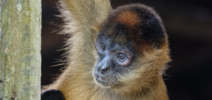 Monkey Enters Villa in Cancun, Internet Obsessed With Entrance: ‘He Ate’