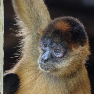 Monkey Enters Villa in Cancun, Internet Obsessed With Entrance: ‘He Ate’