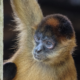Monkey Enters Villa in Cancun, Internet Obsessed With Entrance: ‘He Ate’