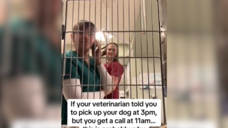 Vet Reveals if Owners Asked To Get Their Dog Early ‘This Is Probably Why’