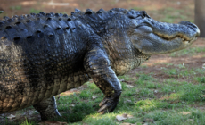 ‘Alligator Alcatraz’ Faces Legal Challenge Days Before Opening