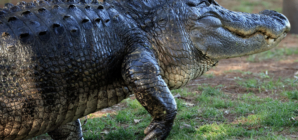 ‘Alligator Alcatraz’ Faces Legal Challenge Days Before Opening