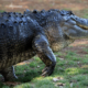 ‘Alligator Alcatraz’ Faces Legal Challenge Days Before Opening