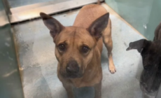 Shelter Dog Looks At Woman With ‘So Much Trust’, Unaware What Visit Means