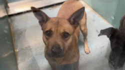 Shelter Dog Looks At Woman With ‘So Much Trust’, Unaware What Visit Means