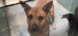 Shelter Dog Looks At Woman With ‘So Much Trust’, Unaware What Visit Means
