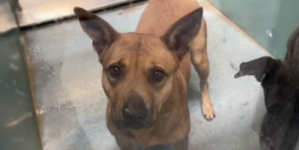 Shelter Dog Looks At Woman With ‘So Much Trust’, Unaware What Visit Means
