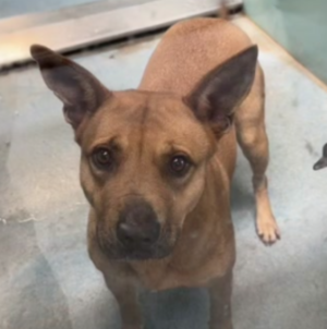 Shelter Dog Looks At Woman With ‘So Much Trust’, Unaware What Visit Means