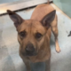 Shelter Dog Looks At Woman With ‘So Much Trust’, Unaware What Visit Means