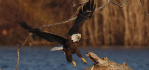 Doctor Discusses Fishy Surgery That Saved Bald Eagle’s Life