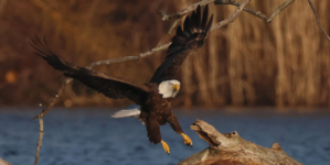 Doctor Discusses Fishy Surgery That Saved Bald Eagle’s Life