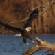 Doctor Discusses Fishy Surgery That Saved Bald Eagle’s Life