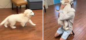 Golden Retriever Puppy Sees Dad After First Day at Daycare, Goes Viral