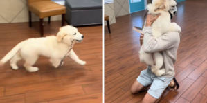 Golden Retriever Puppy Sees Dad After First Day at Daycare, Goes Viral