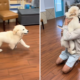 Golden Retriever Puppy Sees Dad After First Day at Daycare, Goes Viral