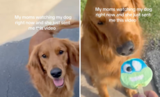Grandma Babysits Golden Retriever, Internet Not Prepared for Cuteness