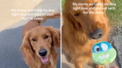 Grandma Babysits Golden Retriever, Internet Not Prepared for Cuteness