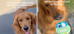 Grandma Babysits Golden Retriever, Internet Not Prepared for Cuteness