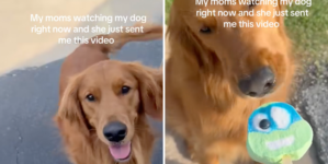 Grandma Babysits Golden Retriever, Internet Not Prepared for Cuteness