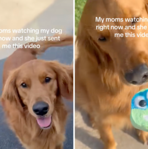 Grandma Babysits Golden Retriever, Internet Not Prepared for Cuteness