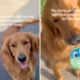 Grandma Babysits Golden Retriever, Internet Not Prepared for Cuteness