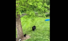Woman Buys a Kids’ Pool and Leaves It in Her Garden—Then the Bears Appear